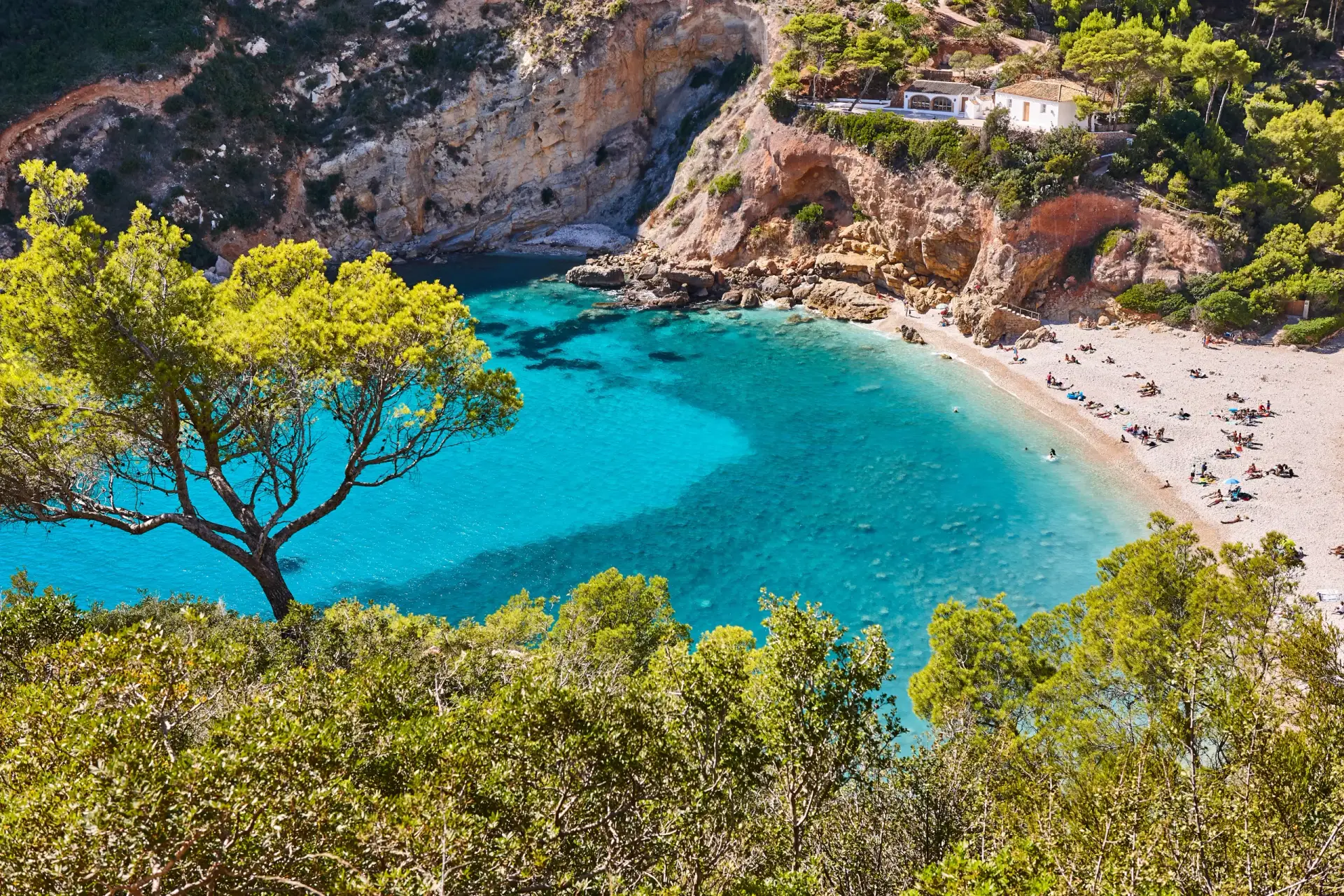Scenic aerial view of Cala Granadella, Javea, with a pine tree framing the pebble beach, turquoise waters, and sunbathers, surrounded by cliffs.